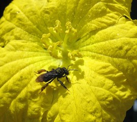 Abeja Meliponini cubierta con polen