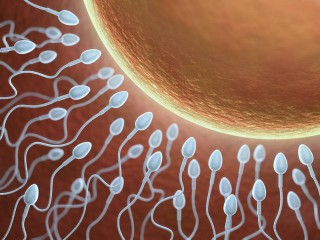 El óvulo humano es 250.000 veces mayor que el espermatozoide.
