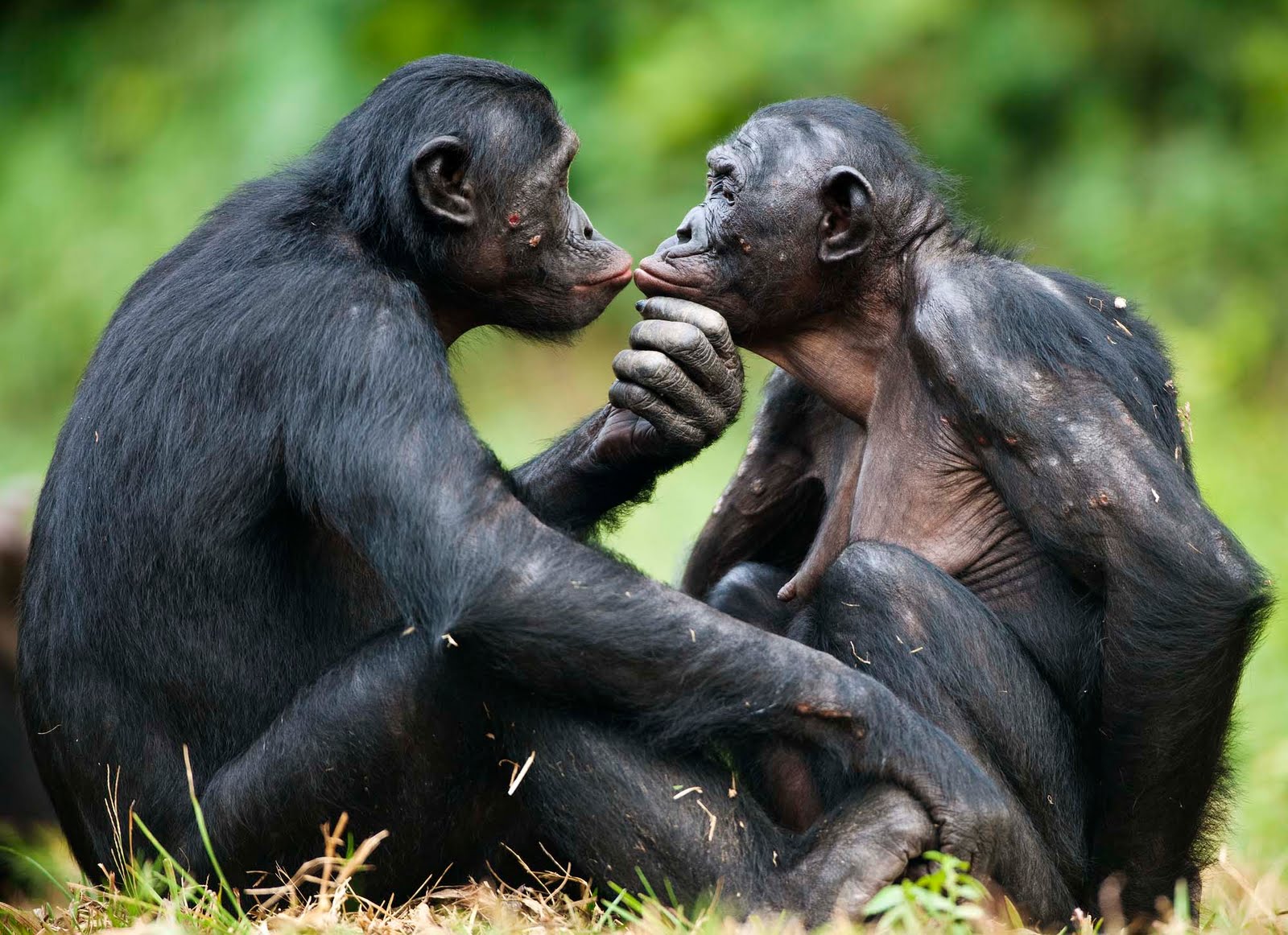 Image result for simio bonobo sexualidad