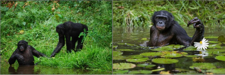Bonobos caminando erguidos con el agua hasta las caderas.