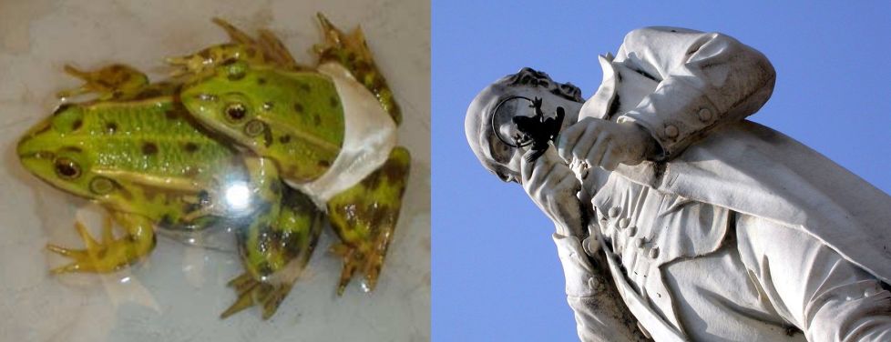 El experiemento de Spallanzani y estatua del científic en Scandiano (Italia) observando una rana con lupa.