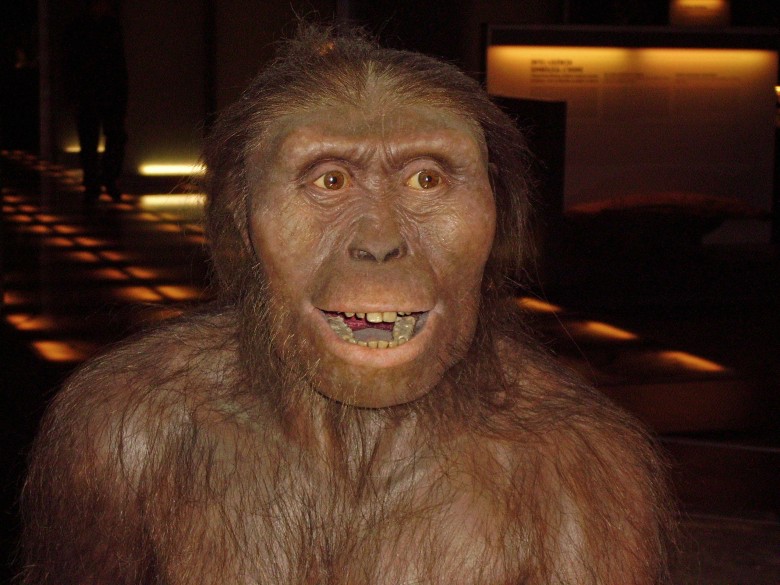 Australopithecus afarensis (Fotografía: 1997, Sumari). Fuente: Cosmocaixa, Barcelona (GNU Free Documentation License, Version 1.2). 