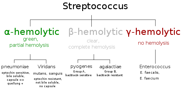 Streptococcus-Classification-based-on-blood-hemolysis1