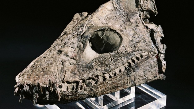 Cráneo fósol de reptil marino encontrado por Joan Wiffen.