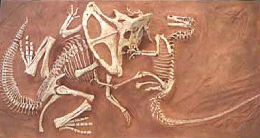 Un fósil de un Velociraptor y Protoceratops en plena batalla.
