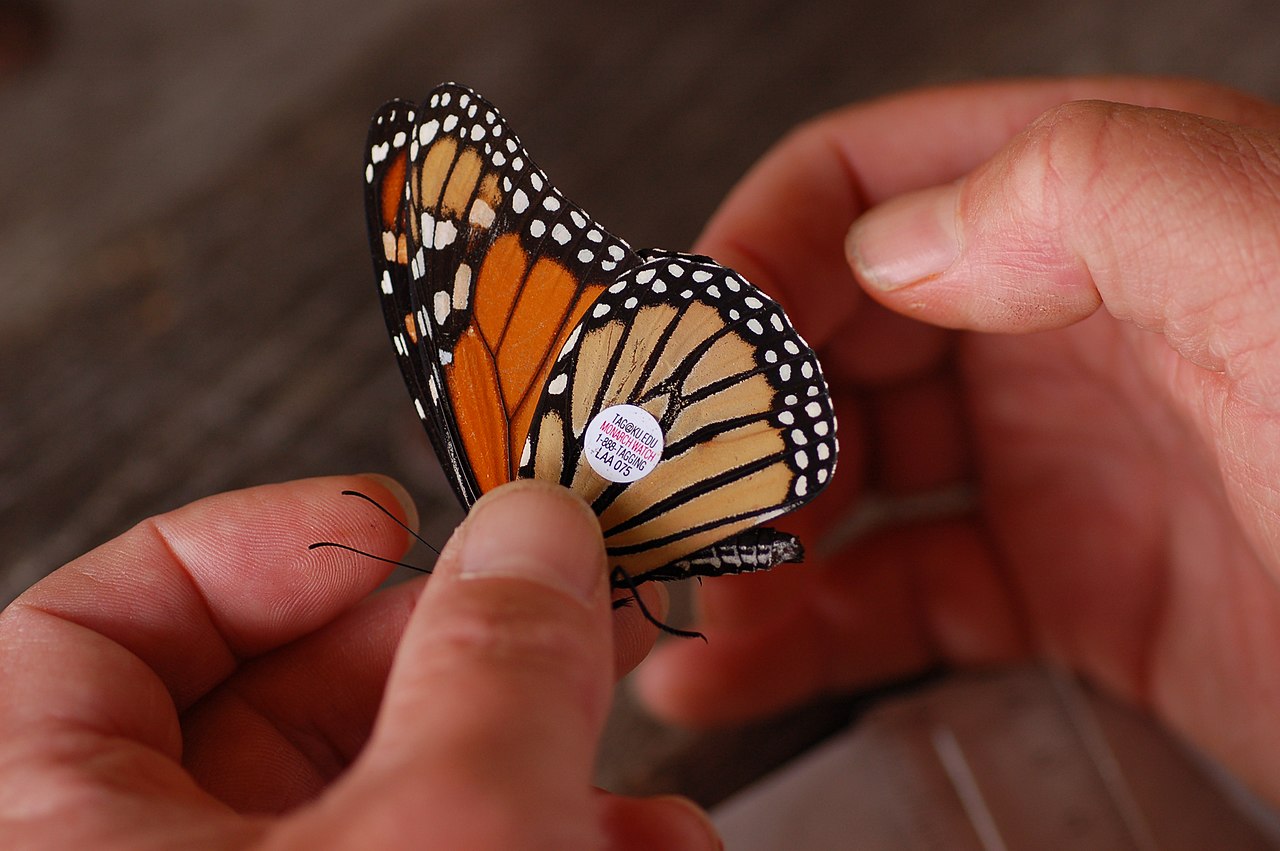 El rincón de Aye: Breve historia del abrelatas mariposa - Veus