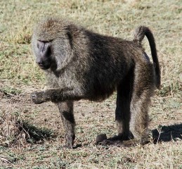 Un babuino