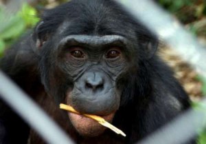 Hembra bonobo (especie de chimpancé)