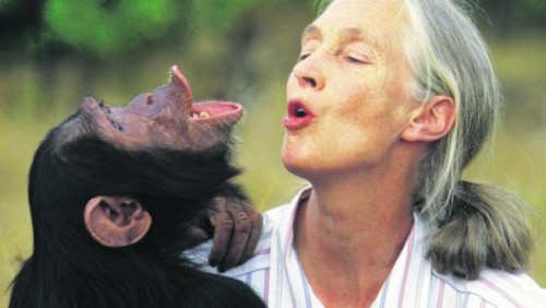 Las primeras primatólogas I: Jane Goodall, maravillada ante los chimpancés del lago Tanganika