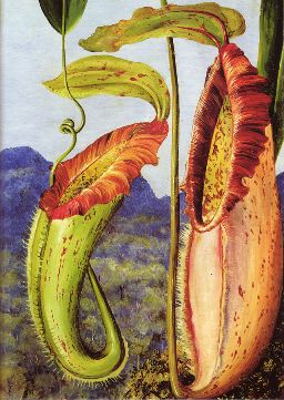 Marianne North's painting of Nepenthes northiana, showing a lower and an upper pitcher