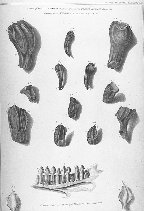 Mantell&#8217;s_Iguanodon_teeth