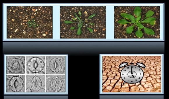 El reloj circadiano: las plantas siguen el ritmo