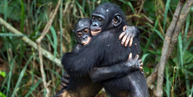 Bonobos (2)