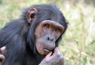 Hembra de chimpancé