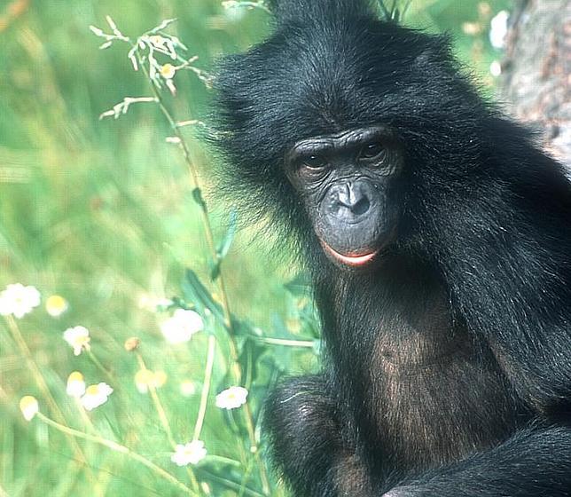 Ulindi, hembra bonobo