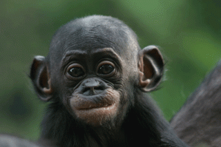 Cría de bonobo
