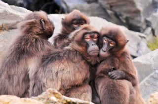 Monos babuinos