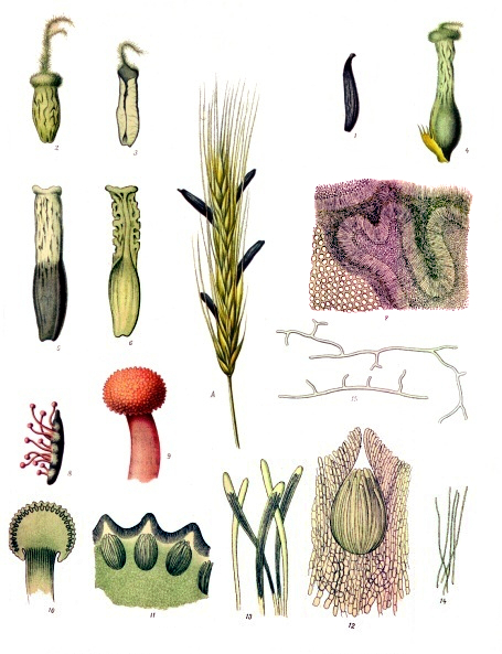 Claviceps_purpurea_-_Köhler–s_Medizinal-Pflanzen-185