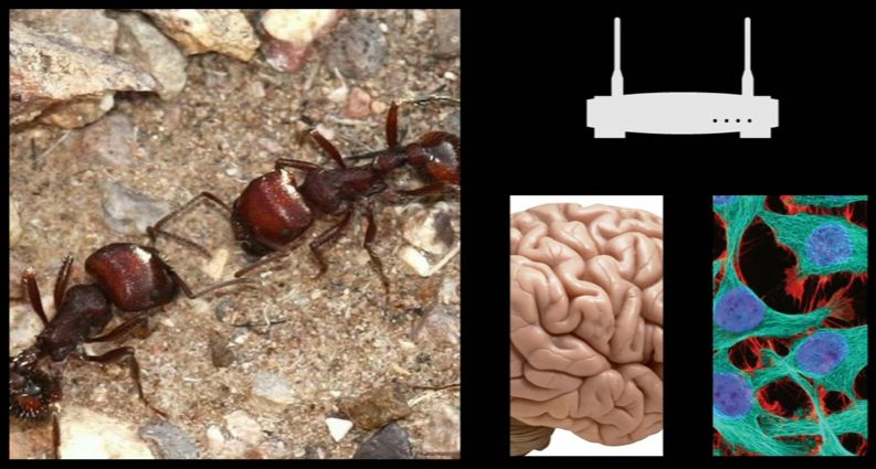 Lo que nos enseñan las hormigas sobre el cerebro, el cáncer e Internet