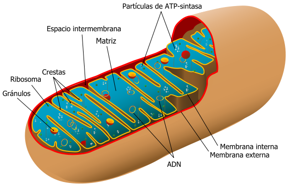 572px-Animal_mitochondrion_diagram_es.svg