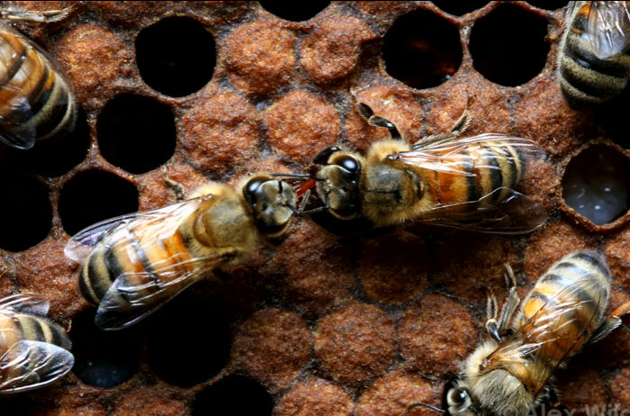 Qué podemos aprender de la pervertida vida sexual de los insectos