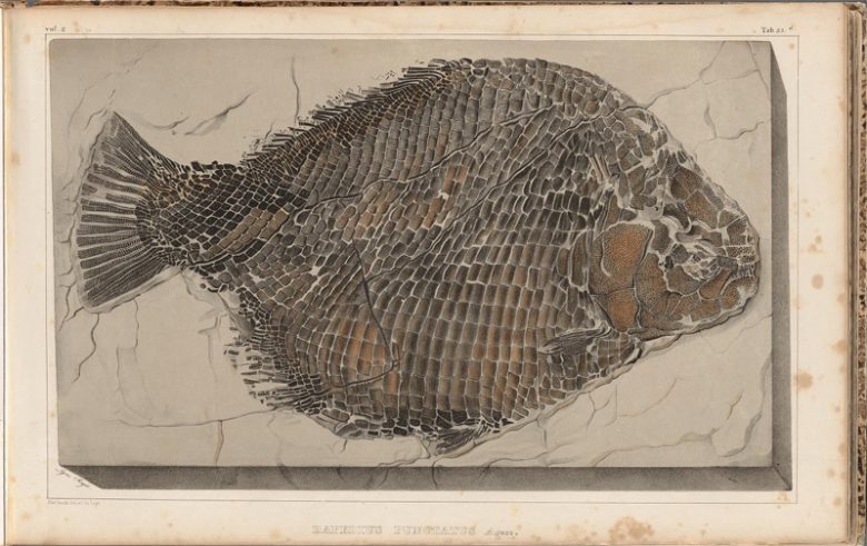 Drawing of a fossil fish (Dapedius punctatus), originally collected in the early 19th century by Elizabeth Philpot (1780–1857). 