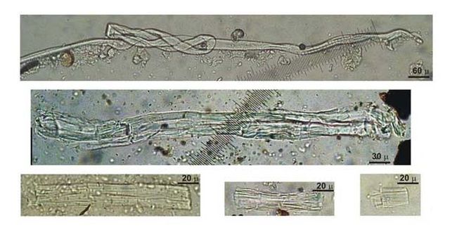 Wild flax fibers from Unit D, Dzudzuana Cave, Georgia. Photo Credit: Image courtesy of Science/AAAS