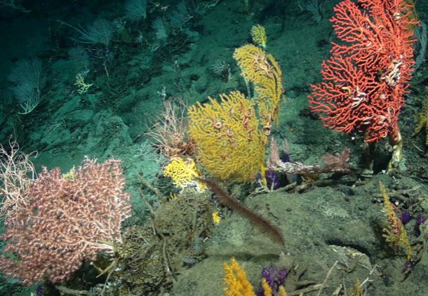 Los secretos de las profundidades del fondo oceánico