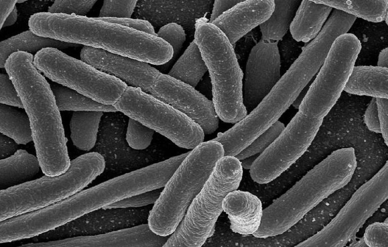 Cómo se comunican las bacterias