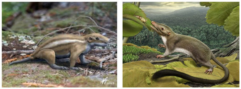 Reconstrucción de un ejemplar de Rugosodon eurasiaticus (© N. Tamura) e ilustración del hipotético ancestro de los mamíferos placentarios de hace unos 65 millones de años (© Carl Buell ).