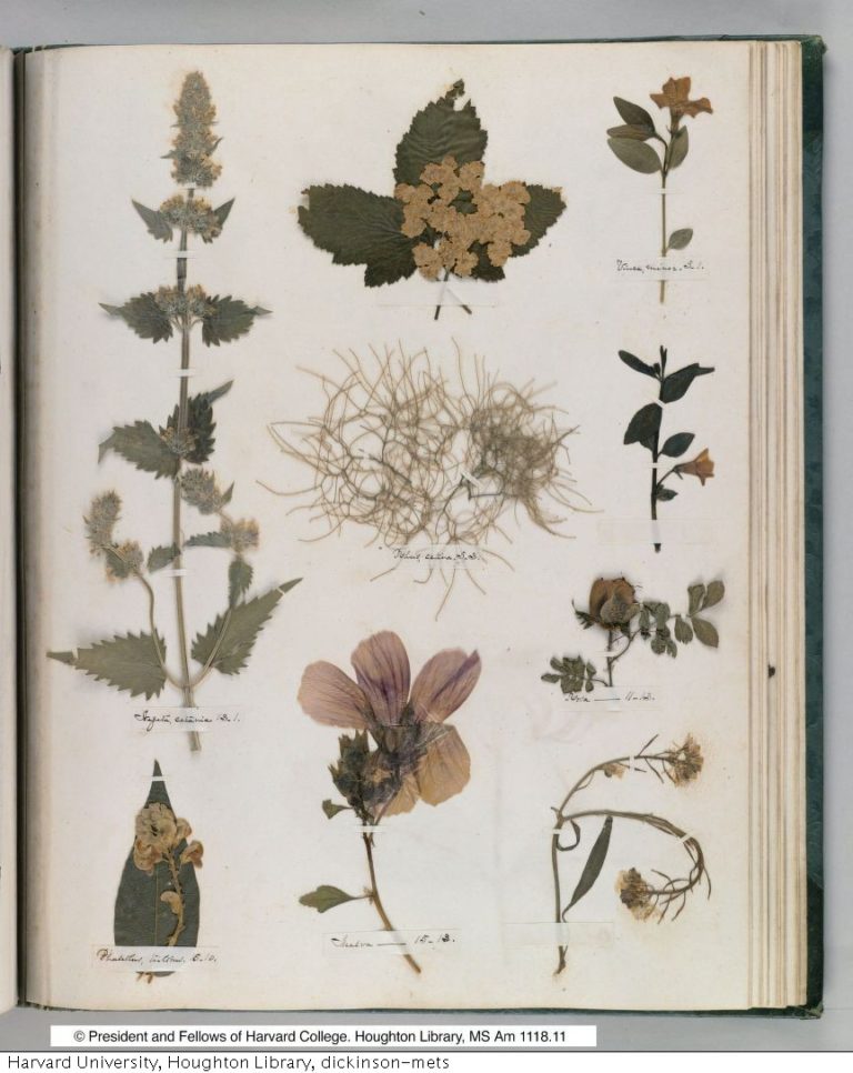 Poesía y botánica, el herbario de Emily Dickinson