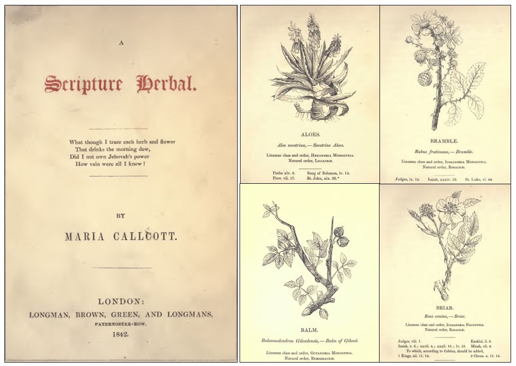 Algunas páginas de A Scripture Herbal.