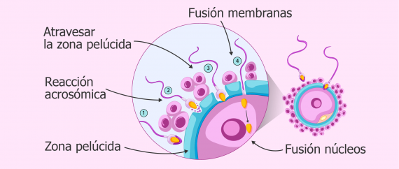 proceso-de-fecundacion-del-ovulo-570&#215;242