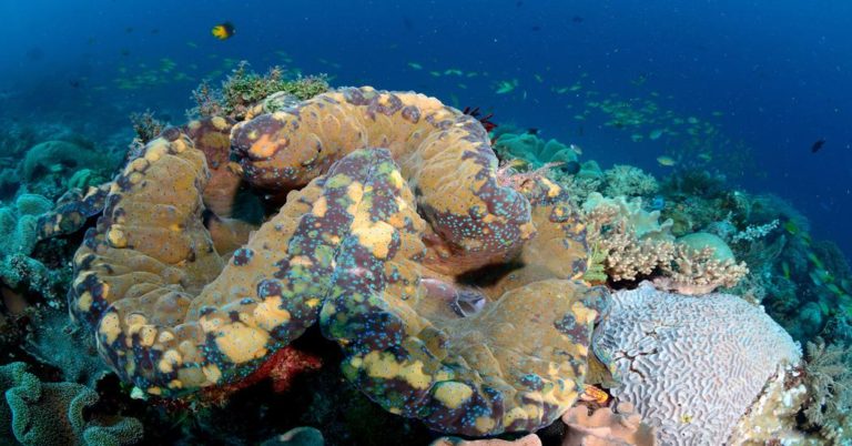 La vida secreta y fascinante de las ostras gigantes