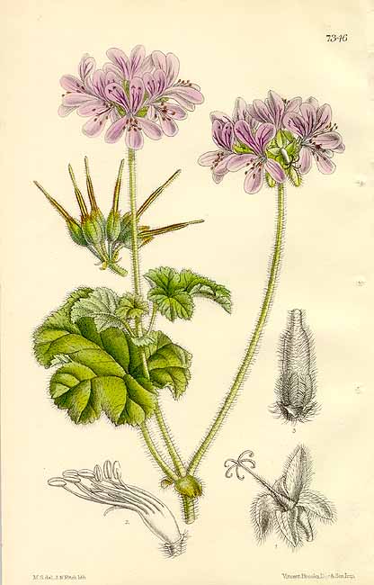 The_Botanical_Magazine._pl_7346._Pelargonium_Drummondii