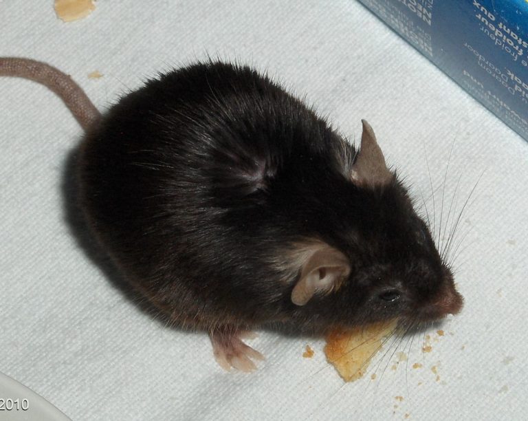 1024px-Black_6_mouse_eating