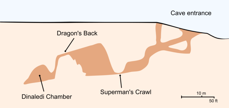 Cross-section_of_the_Rising_Star_Cave_system_Dinaledi_Chamber.svg