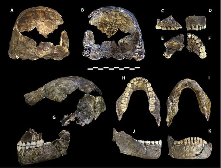 Homo_naledi_holotype_specimen_(DH1)