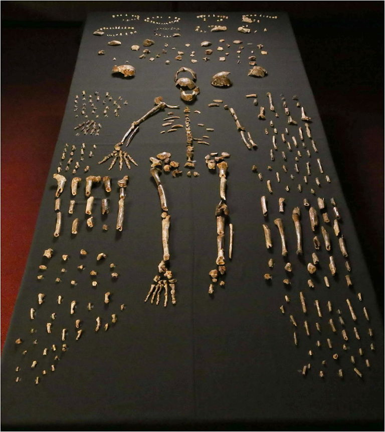 Homo_naledi_skeletal_specimens