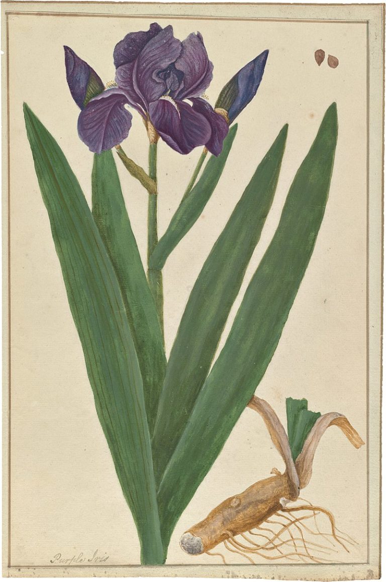 800px-Iris_germanica_(watercolor)