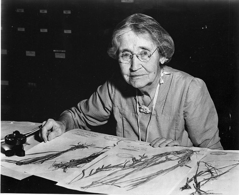 Mary_Agnes_Chase_(1869-1963),_sitting_at_desk_with_specimens