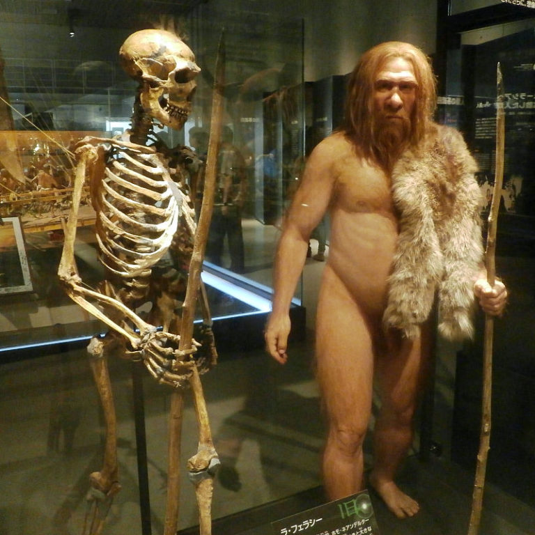 Skeleton_and_restoration_model_of_Neanderthal_La_Ferrassie_1