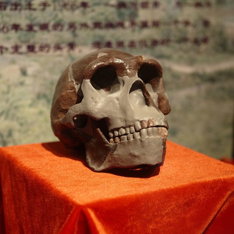 800px-Peking_Man_Skull_(replica)_presented_at_Paleozoological_Museum_of_China