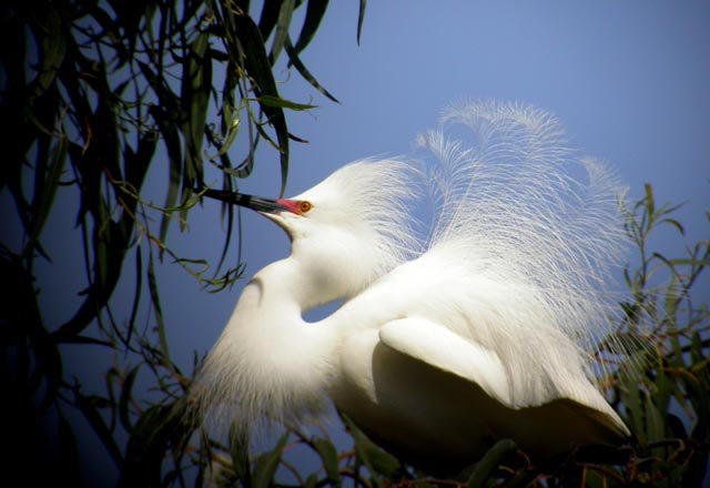 Snowy_Egret_-_full_breeding_plumage
