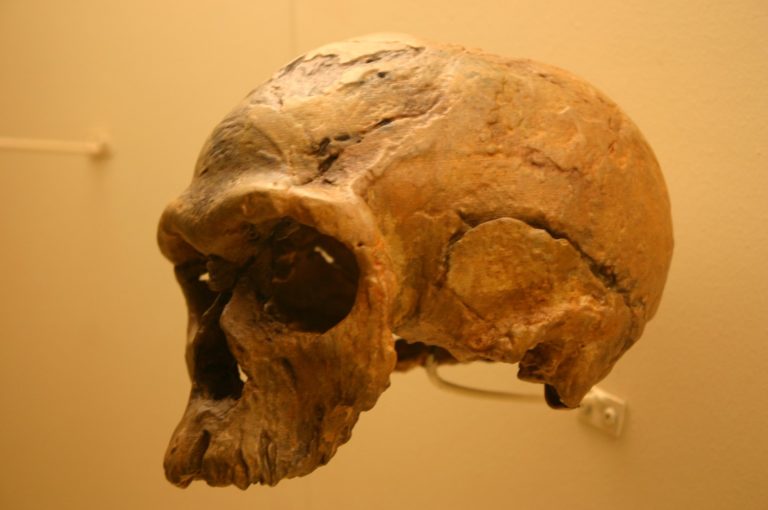 1920px-Homo_Sapiens_160,000_Years_Old_(4697753017)