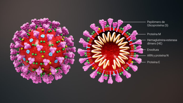 3D-medical-animation-coronavirus-structure_scientificanimations_com_esp2