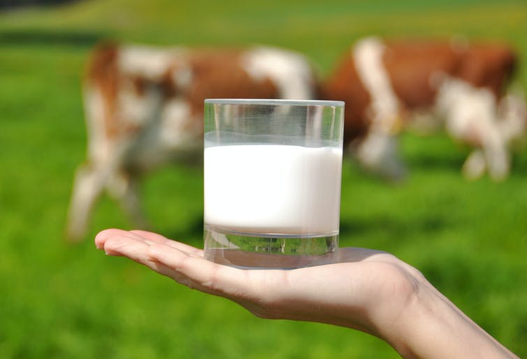 ¿Es tan mala la leche de vaca como la pintan?