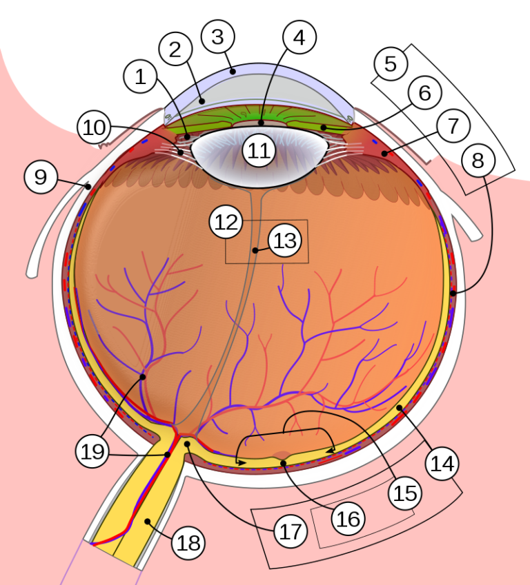 800px-Schematic_diagram_of_the_human_eye_multilingual.svg