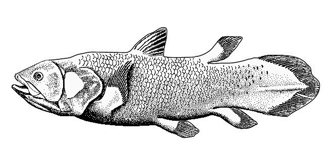 Coelacanth-bgiu