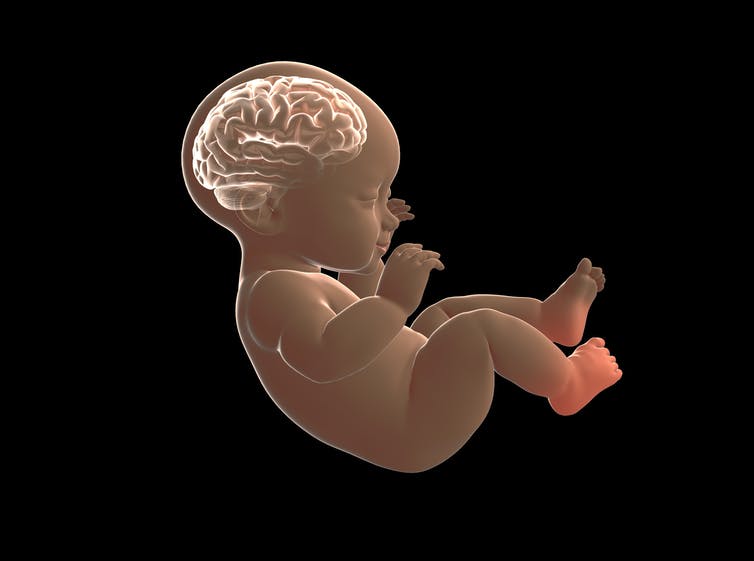 Así se decide la salud de nuestro cerebro antes y después de nacer